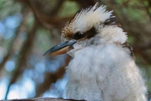 Wilson's Promontory National Park Day Tour From Melbourne