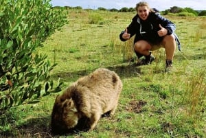 Wilson's Promontory National Park Day Tour From Melbourne