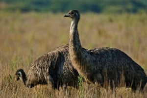 Wilson's Promontory National Park Day Tour From Melbourne