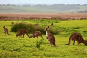 Wilsons Promontory National Park Full-Day Eco Tour