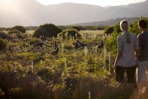 Wilsons Promontory National Park Full-Day Eco Tour
