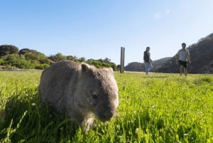 Wilsons Promontory National Park Full-Day Eco Tour