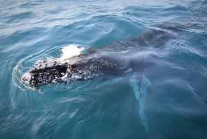 Wilsons Promontory: Whale Spotting Cruise with Lunch