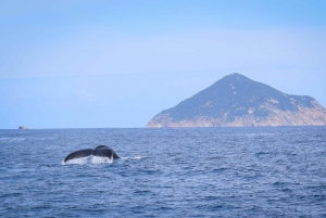 Wilsons Promontory: Whale Spotting Cruise with Lunch