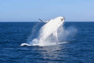 Wilsons Promontory: Whale Spotting Cruise with Lunch