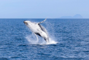 Wilsons Promontory: Whale Spotting Cruise with Lunch