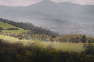 Melbourne: Private vinsmakingsturer i Yarra Valley