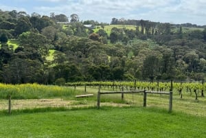 Melbourne: Private vinsmakingsturer i Yarra Valley