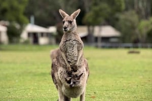 Melbourne: Private vinsmakingsturer i Yarra Valley