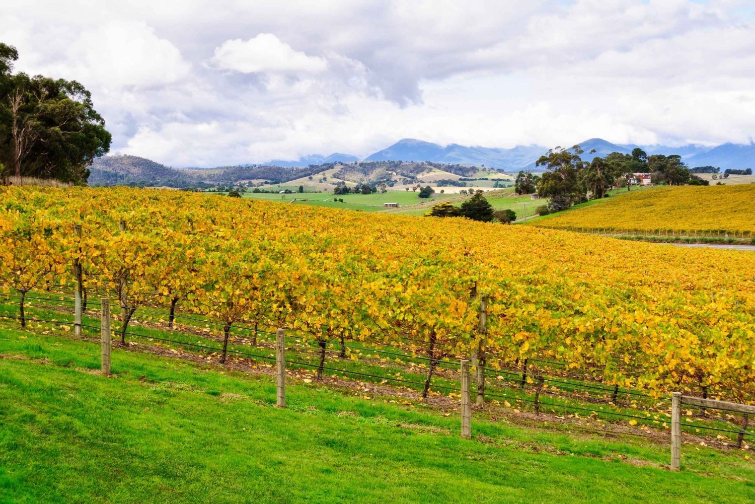 Yarra Valley: Full-Day Gourmet Tour with Lunch