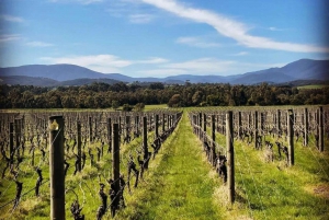 Melbourne: Yarra Valley, Chandon, Cheese and Kangaroos Tour