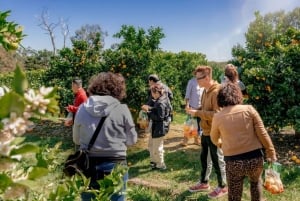 Yarra Valley: Traktortur i frukthagen med fruktsmaking