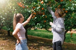 Yarra Valley: Traktortur i frukthagen med fruktsmaking