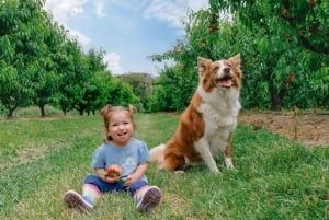 Yarra Valley: Traktortur i frukthagen med fruktsmaking