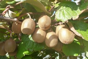 Yarra Valley: Traktortur i frukthagen med fruktsmaking