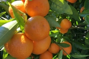 Yarra Valley: Traktortur i frukthagen med fruktsmaking