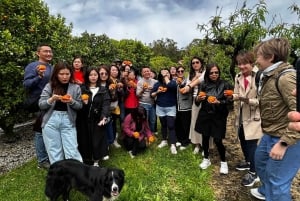 Yarra Valley: Traktortur i frukthagen med fruktsmaking