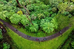 Yarra Valley: Redwood Forest Mountain Bike Adventure