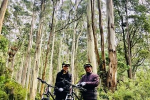 Yarra Valley: Redwood Forest Mountain Bike Adventure