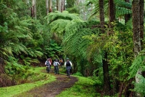 Yarra Valley: Redwood Forest Mountain Bike Adventure