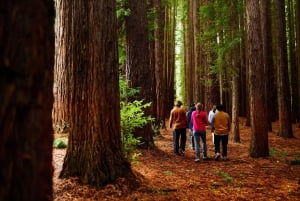 Yarra Valley: Redwood Forest Mountain Bike Adventure