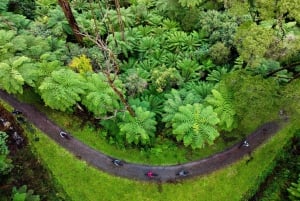 Yarra Valley: Redwood Forest Mountain Bike Adventure