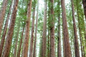 Yarra Valley: Redwood Forest Mountain Bike Adventure