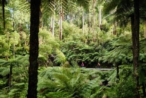 Yarra Valley: Redwood Forest Mountain Bike Adventure