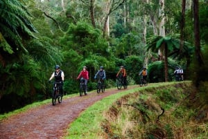 Yarra Valley: Redwood Forest Mountain Bike Adventure