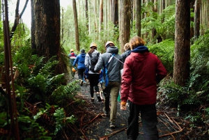 Yarra Valley: Seven Acre Rock Abseiling Adventure