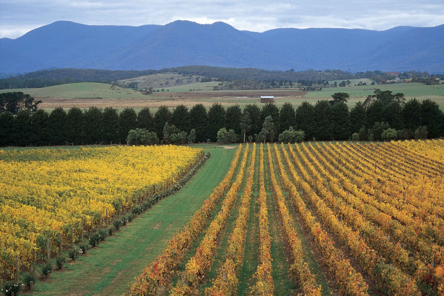 Yarra Valley: Winery Private Premium Tour