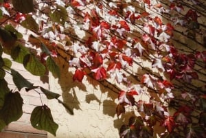 Cantina Yering, Cantina LV Chandon, Treno a vapore Puffing Billy