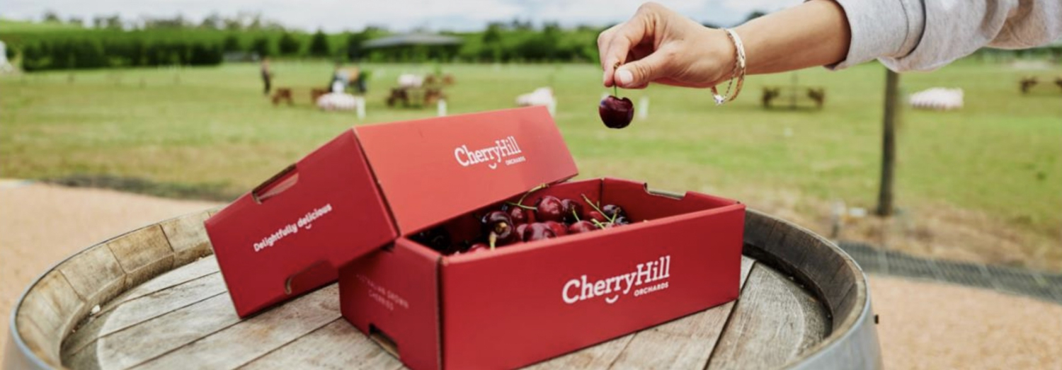 Twilight Cherry Picking