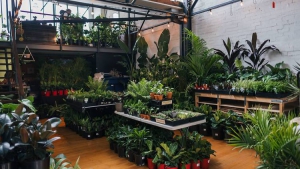 Huge Indoor Plant Warehouse 