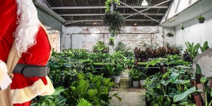 Melbourne - Huge Indoor Plant Warehouse Sale - Christmas in July