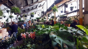 Melbourne - Tropicana Party - Virtual Indoor Plant Sale