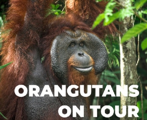 Orangutans On Tour