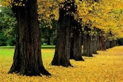 Albury-Wodonga: Big City Convenience, Small Town Charm