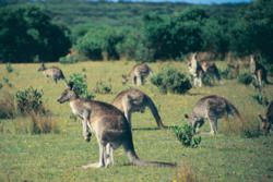 Lakes Entrance to Mallacoota