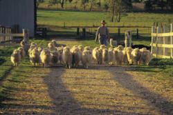 Maldon: A Golden Heritage