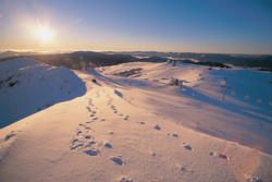 Mt Buller: Wildflowers, Wine and Winter Delights