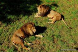 North Melbourne and Parkville