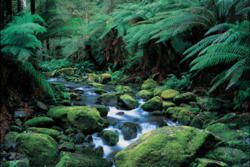 The Dandenong Ranges: A Magical Destination