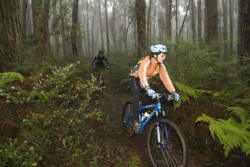 The Dandenong Ranges: A Magical Destination