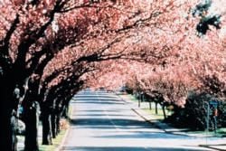 The High Country: Lofty Peaks, Wildflowers and Wineries