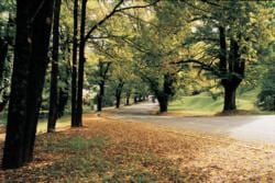 The High Country: Lofty Peaks, Wildflowers and Wineries