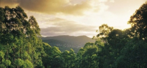 The Yarra Valley and Dandenong Ranges