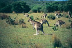 Wilsons Promontory: A Wild Wonderland