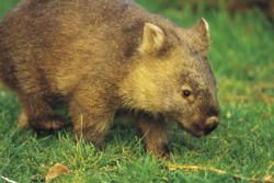 Yarra Valley - Enjoy the wines