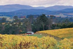 Yarra Valley - Enjoy the wines